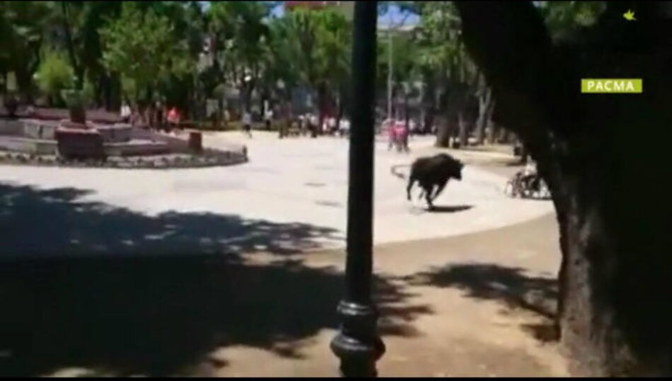 VIDEO: Toro deja heridas a 11 personas tras escaparse de un camión