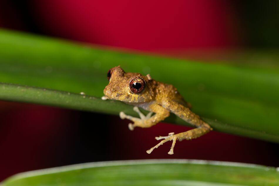 Cerro Chucantí, una joya ecológica entre las provincias de Darién y Panamá