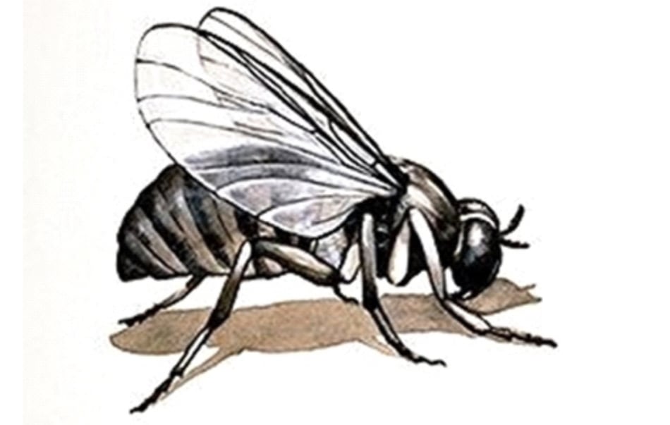 Brote de oropouche en Darién: migración y propagación del virus en cuatro áreas