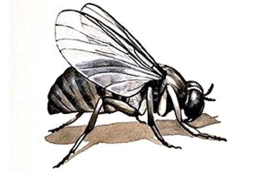 Brote de oropouche en Darién: migración y propagación del virus en cuatro áreas