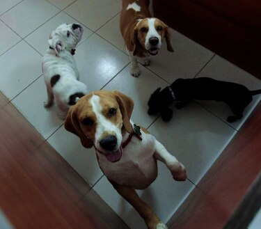 Hoteles para mascotas todavía tienen cupos para Semana Santa