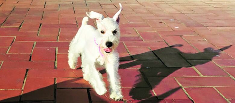 Orión, el futbolista