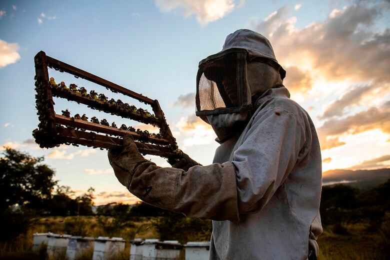 Apicultores crían abejas reinas para paliar efectos de la sequía