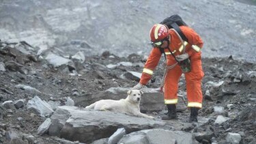 China se emociona con un perro que busca a su amo entre los escombros