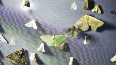 De gira en busca de polillas