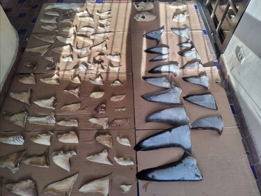 Operación Shark: decomisan 6.79 toneladas de aleta de tiburón; hay cinco aprehendidos