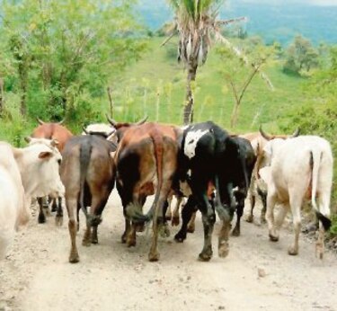 En Mariato de Veraguas detectan banda de cuatreros