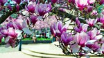 Sakura: efímera belleza en Washington DC