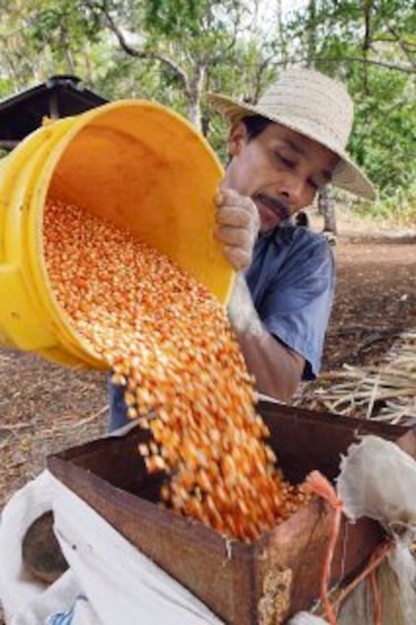 Nuevas semillas para sembrar