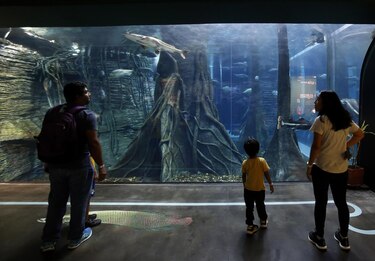 Acuario en Medellín sumerge a personas invidentes y sordas en una experiencia accesible