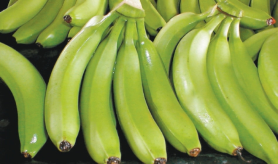 Pérdidas millonarias deja huelga bananera en Bocas del Toro