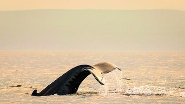 Estudian muertes de ballenas