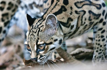 Los animales de la selva