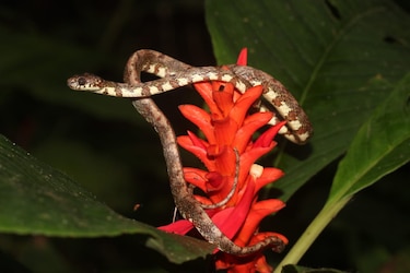 Descubren dos nuevas especies de serpientes