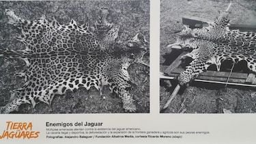 Exhibición 'Tierra de jaguares' busca promover la conservación de esta especie