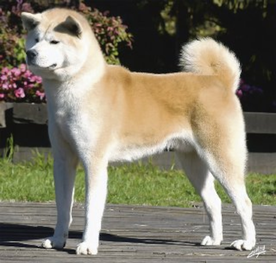 El ‘akita inu’