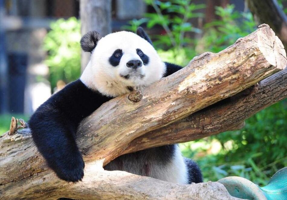 El panda gigante deja de ser una especie amenazada