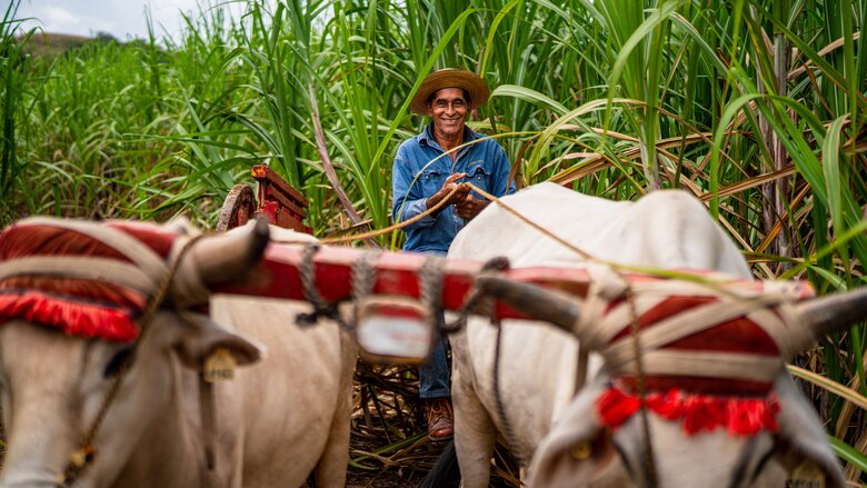 Varela Hermanos estima cosechar más de 95 mil toneladas de caña de azúcar durante la zafra 2022