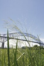 Paja canalera, fuente de energía