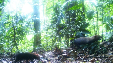 Nuevos reportes sobre el perrito de monte