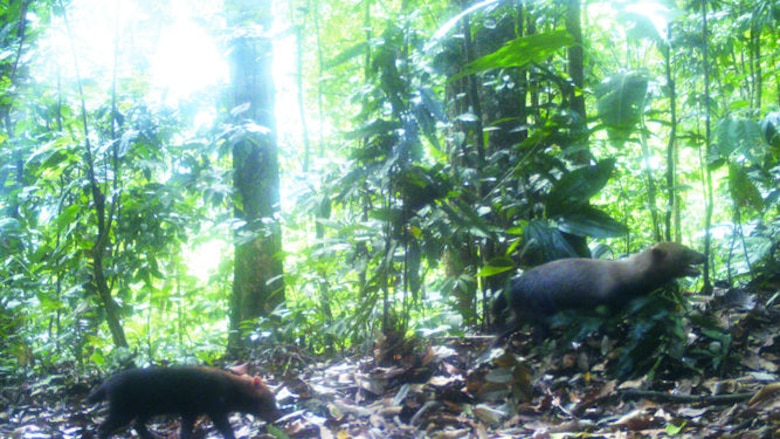 Nuevos reportes sobre el perrito de monte