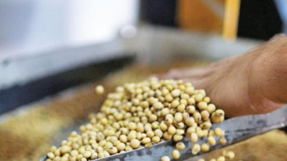 Soja paraguaya fluye hacia China, a pesar de la política