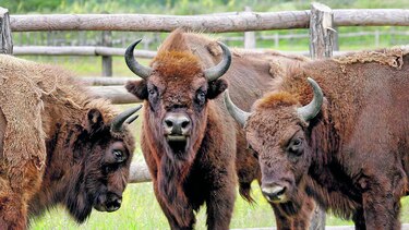 Bisontes, originarios del Gran Cañón