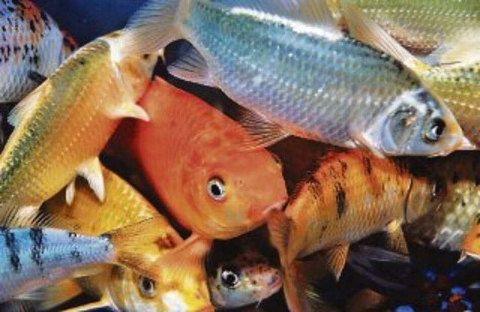 Sobreexplotación de recursos marinos