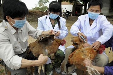 Cuarta muerte en China por el virus de la gripe aviaria H7N9