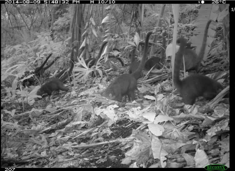 Corredores de biodiversidad