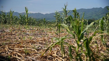 El Niño: el valor de actuar con anticipación