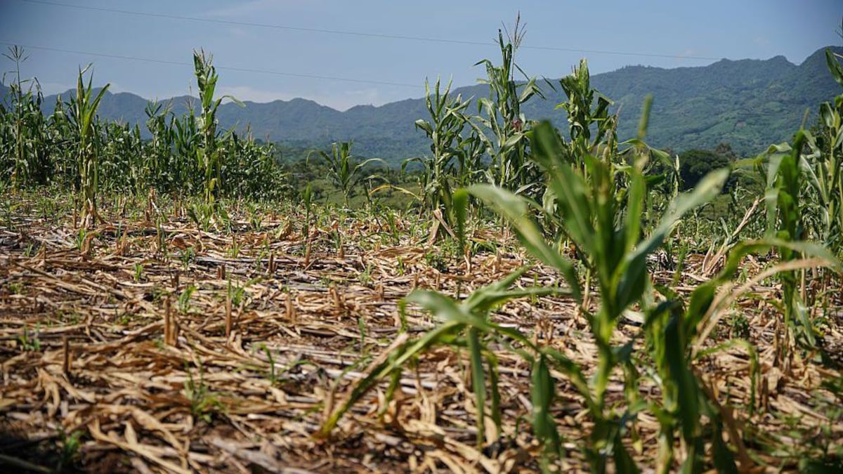 El Niño: el valor de actuar con anticipación