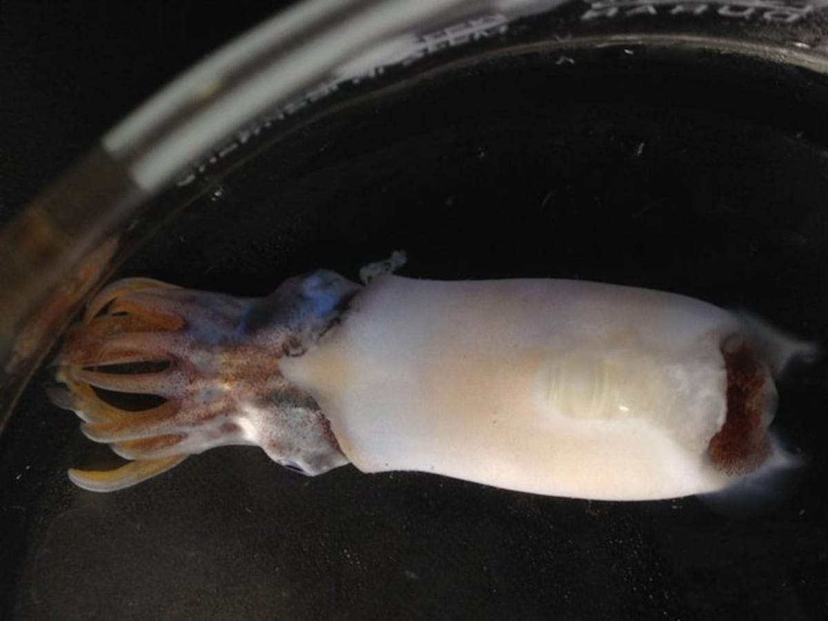 Estudio detalla que la diversificación de calamares y sepias comenzó hace 100 millones de años