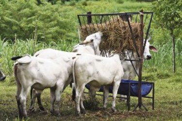 Alimentación para el ganado