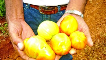 Tomateros de Azuero no alcanzarán meta trazada