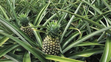 Exportadores de piña exploran nuevos mercados