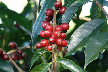 Panamá, capital mundial del café: del Geisha de sus montañas al escenario internacional