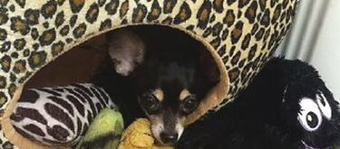 Dottie, el amor de la casa