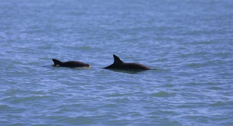 Vaquitas marinas en riesgo, avistadas en México por científicos