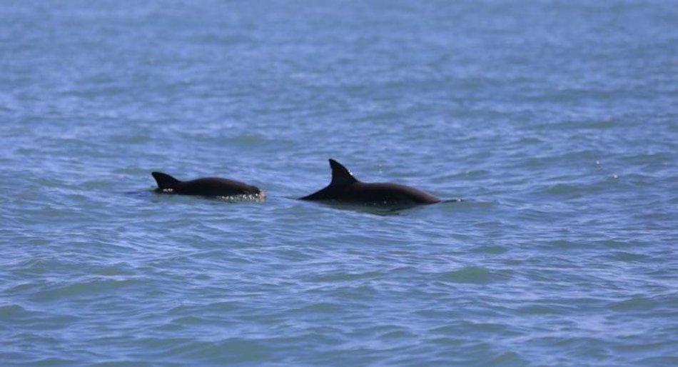 Vaquitas marinas en riesgo, avistadas en México por científicos