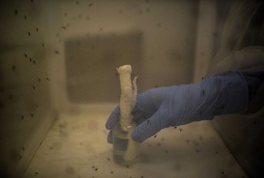Nueve embarazadas en Estados Unidos tienen zika