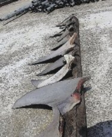 INNOVA Tras las aletas del tiburón