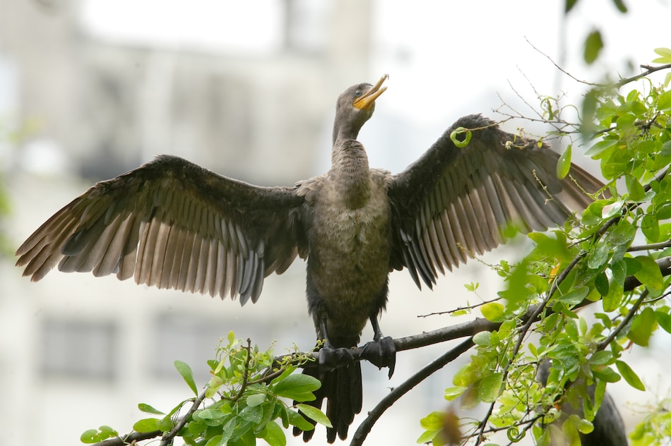 Dinosaurios vivos en Panamá, pero ningún paleontólogo para estudiarlos