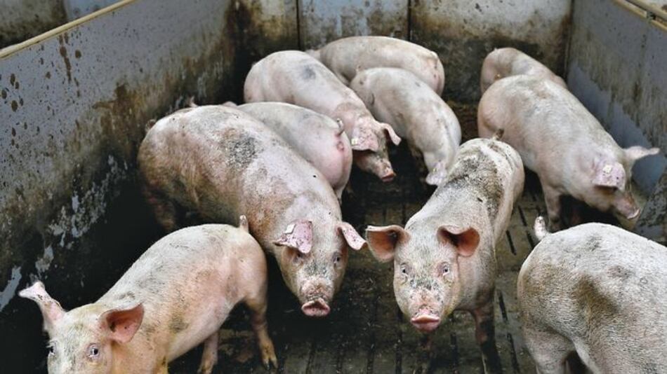 China confirma nuevo brote de peste porcina