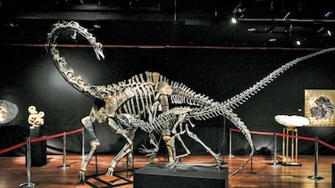 Fósiles de dinosaurios, al mejor postor