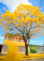 Cuando la ciudad respira amarillo: la magia del guayacán en pleno verano