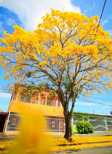 Cuando la ciudad respira amarillo: la magia del guayacán en pleno verano