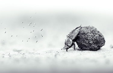 Las potentes y conmovedoras imágenes ganadoras del concurso Fotógrafo de Vida Silvestre del Año 2026