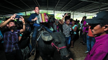 Fiesta de búfalos