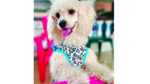 La dulce Nyky